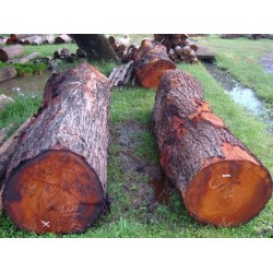 Kayu Gelondongan: Kayu Mahoni Log di buat dari kayu mahoni (gambar 2 dari 2).