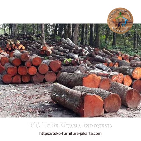 Wood Logs & Timber Wood: Kayu Mahoni TPK Perhutani made of mahogany wood (image 1 of 1).