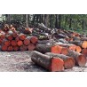 Wood Logs & Timber Wood: Kayu Mahoni TPK Perhutani made of mahogany wood (image 1 of 1).