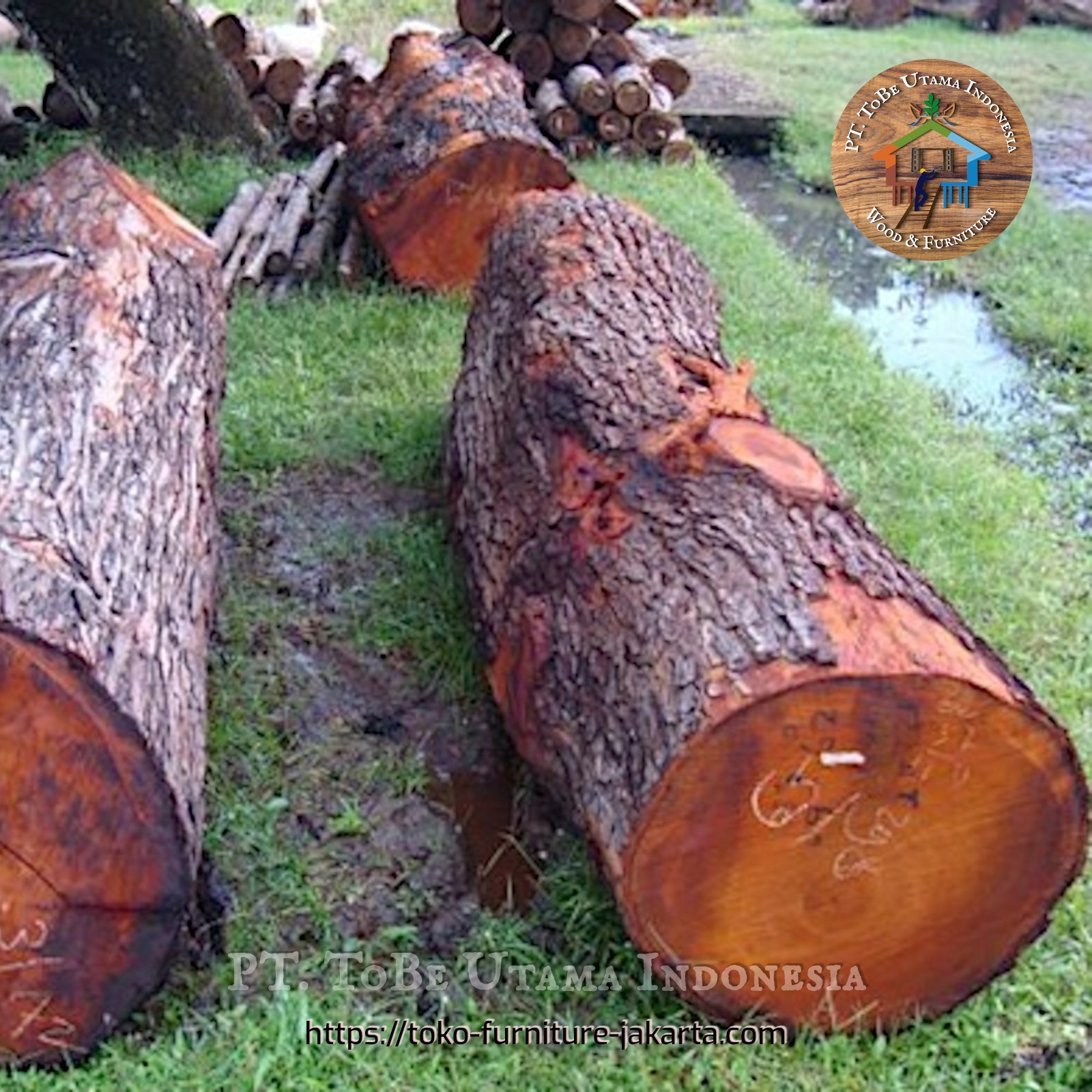 Kayu Gelondongan: Kayu Mahoni Log di buat dari kayu mahoni (gambar 1 dari 2).