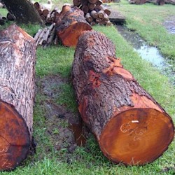 Wood Logs & Timber Wood: Mahogany Logs made of mahogany wood (image 1 of 2).