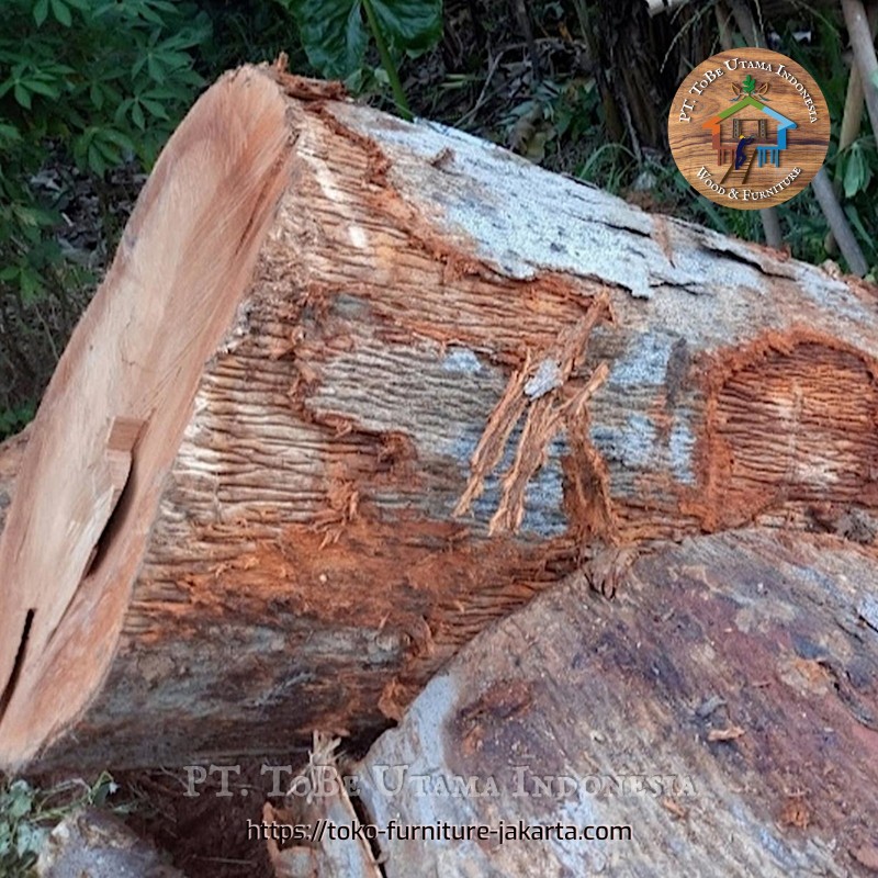 Wood Logs & Timber Wood: Kembang Kenari Logs made of walnut wood (image 1 of 2).