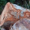Kayu Gelondongan: Kembang Kenari Logs di buat dari kayu kenari (gambar 1 dari 2).