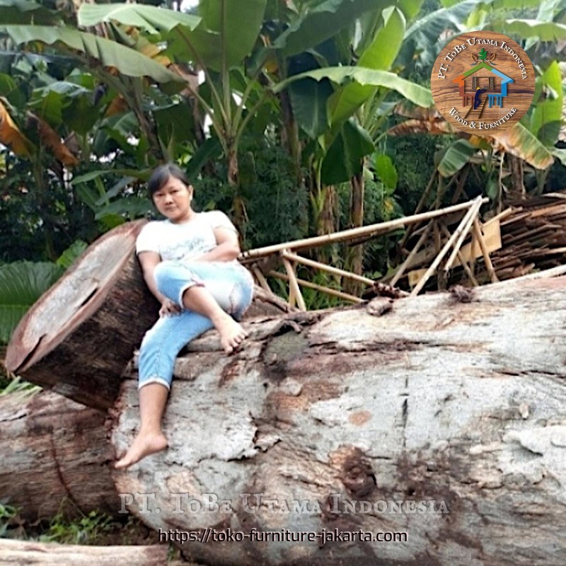 Wood Logs & Timber Wood: Antique Logs made of walnut wood (image 1 of 2). Wood Logs & Timber Wood: Antique Logs made of walnut wood (image 1 of 2).