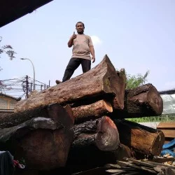 Kayu Gelondongan: Kayu Akasia Log di buat dari kayu akasia (gambar 1 dari 1).