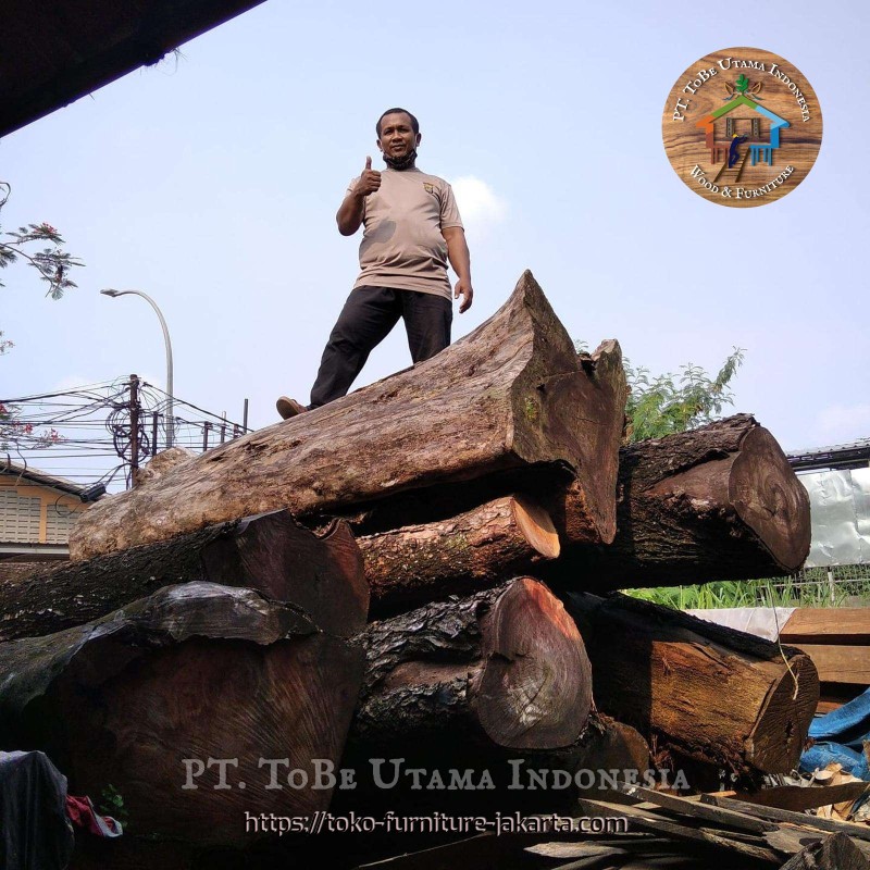Kayu Gelondongan: Kayu Akasia Log di buat dari kayu akasia (gambar 1 dari 1). Kayu Gelondongan: Kayu Akasia Log di buat dari kayu akasia (gambar 1 dari 1).
