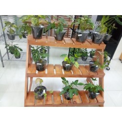 Accessories: Ornamental Plant Shelf (image 1 of 1).