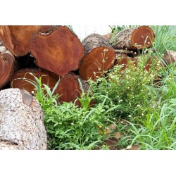 Kayu Gelondongan: Mahoni Logs di buat dari kayu mahoni (gambar 2 dari 2).