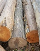 Pemasok Kayu-Tukang Kayu-Log&Papan Jati, Mahoni, Akasia, Pinus, kelapa