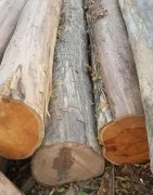 Wood Logs & Timber Wood