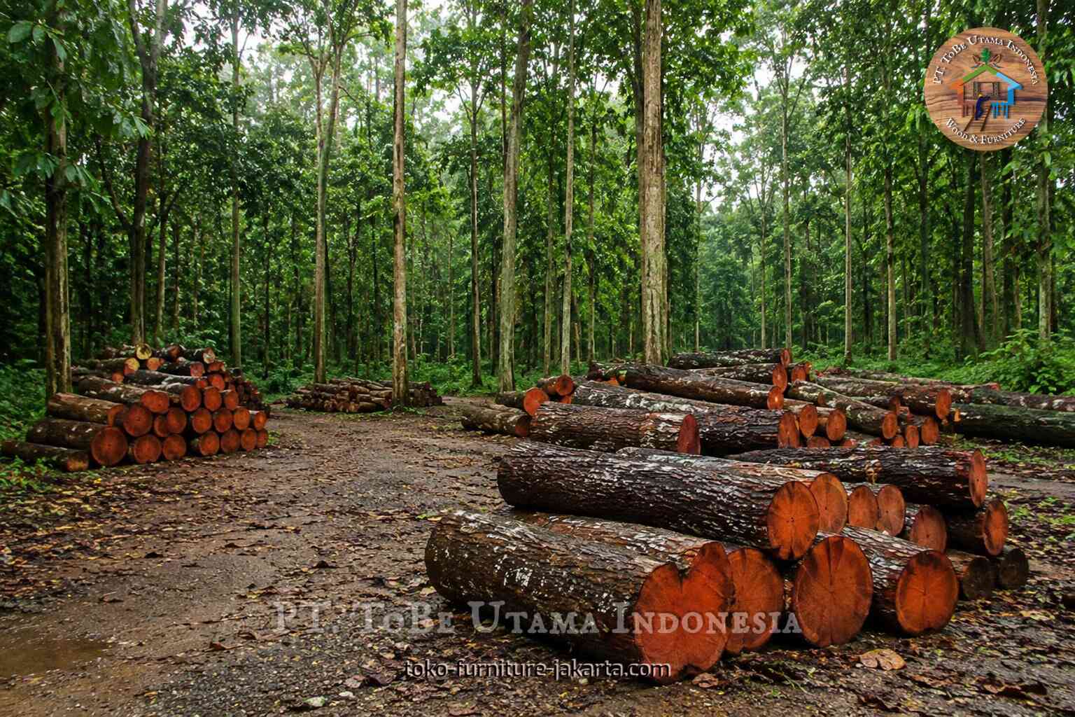 Wood logs stacked along a forest track