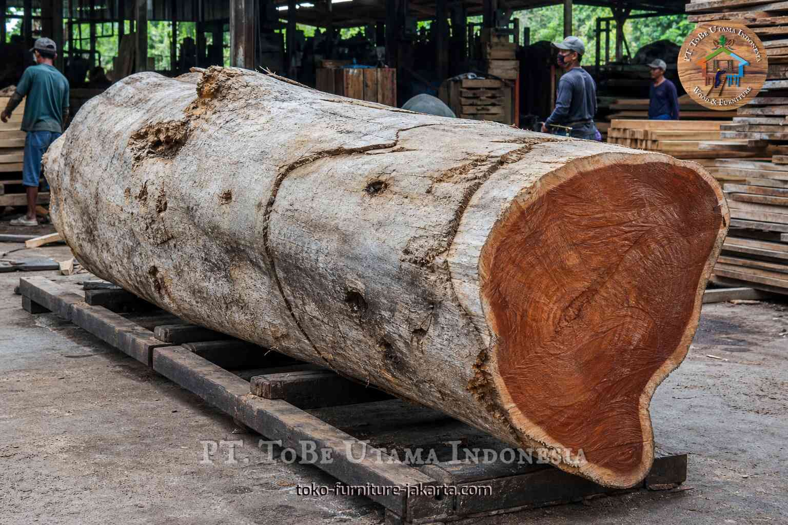 Batang kayu mentah besar di atas penyangga di bengkel kayu.